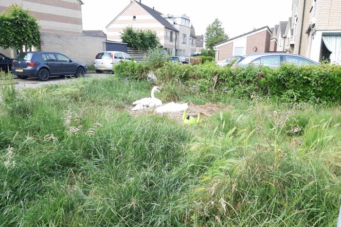 Eieren van broedende zwanen kapot gegooid