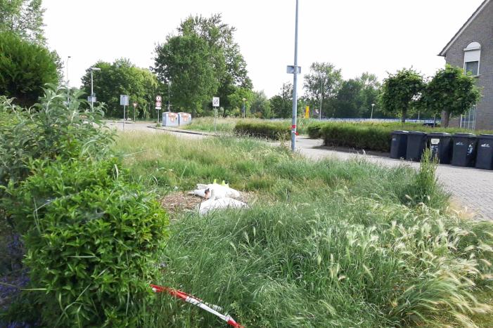 Eieren van broedende zwanen kapot gegooid