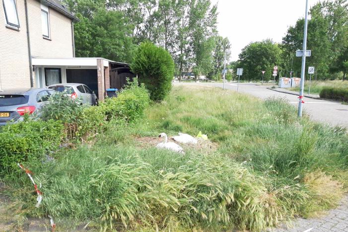 Eieren van broedende zwanen kapot gegooid