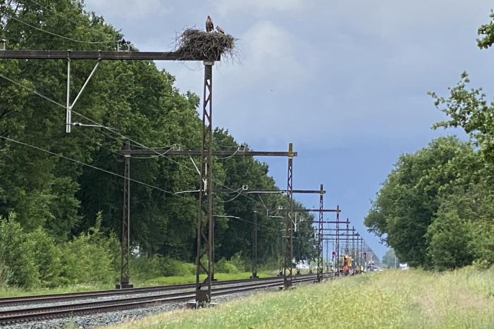 Geen treinverkeer door ooiervaarsnest in bovenleiding