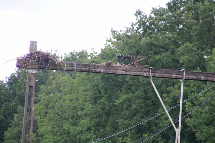 Geen treinverkeer door ooiervaarsnest in bovenleiding