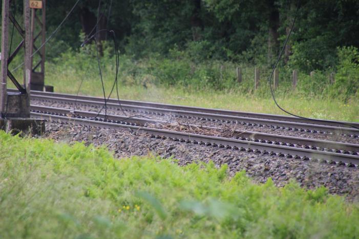 Geen treinverkeer door ooiervaarsnest in bovenleiding