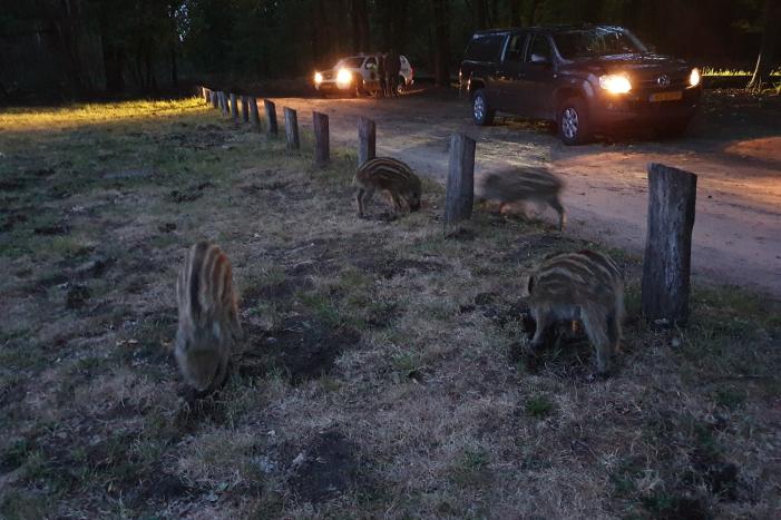 Wilde zwijntjes houden boswachter en dierenambulance bezig