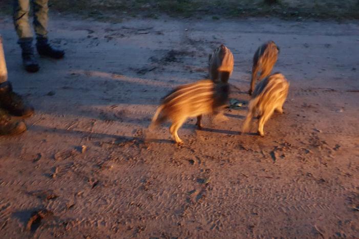 Wilde zwijntjes houden boswachter en dierenambulance bezig
