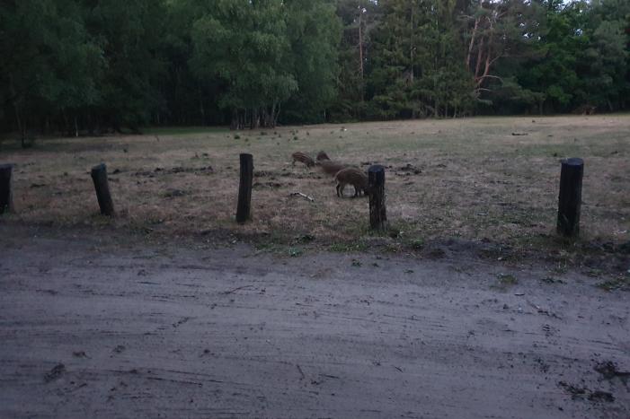 Wilde zwijntjes houden boswachter en dierenambulance bezig