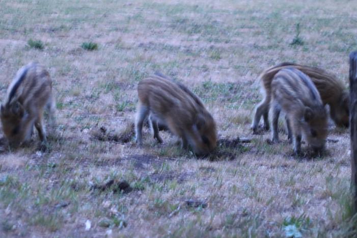 Wilde zwijntjes houden boswachter en dierenambulance bezig