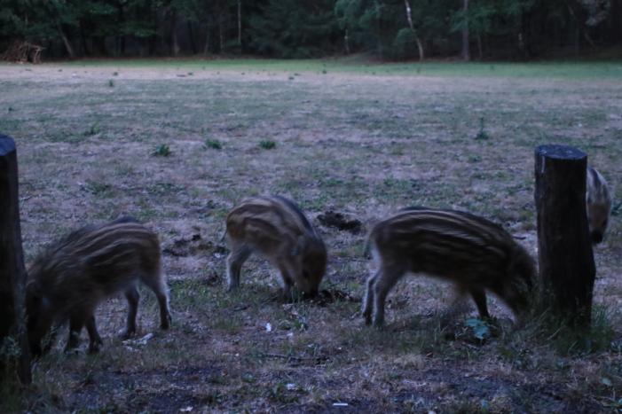 Wilde zwijntjes houden boswachter en dierenambulance bezig
