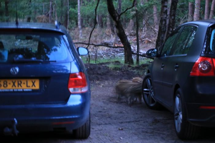 Wilde zwijntjes houden boswachter en dierenambulance bezig