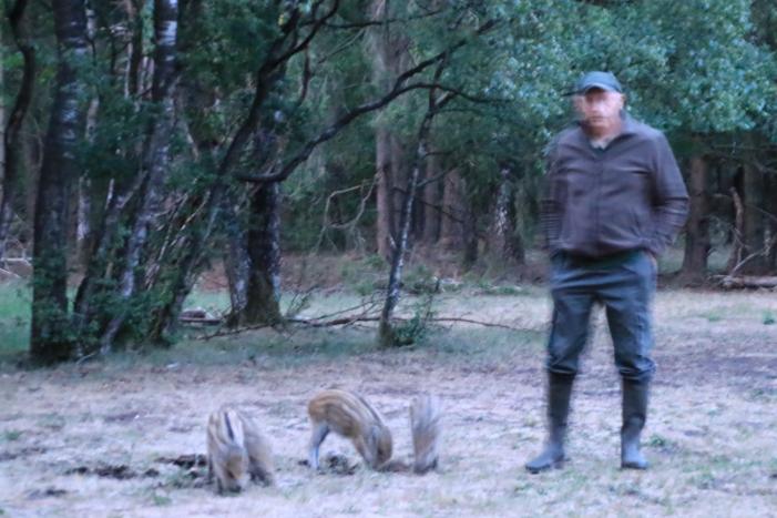 Wilde zwijntjes houden boswachter en dierenambulance bezig