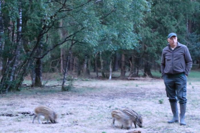 Wilde zwijntjes houden boswachter en dierenambulance bezig