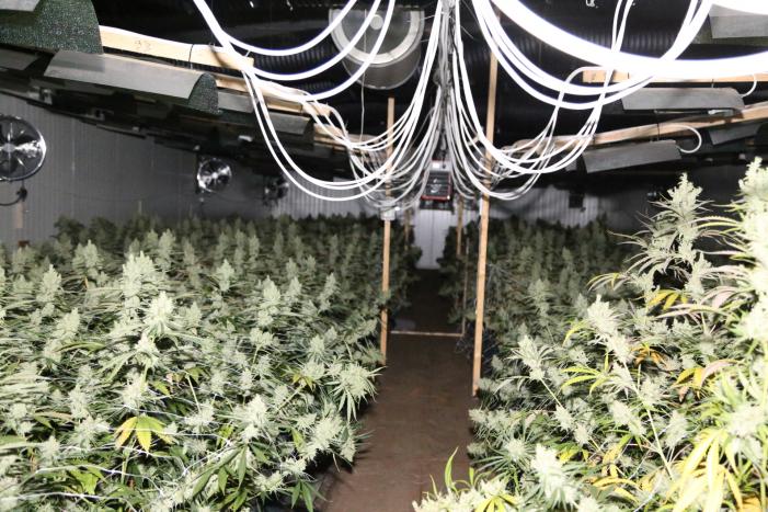 Hennepkwekerij aangetroffen met ruim 600 planten