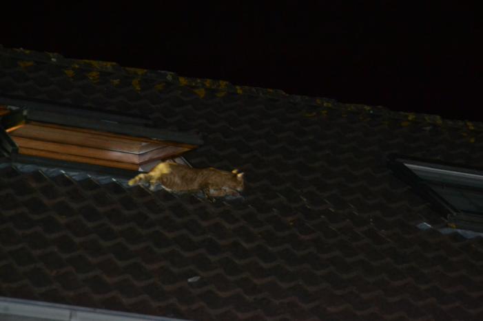 Brandweer haalt kat van het dak