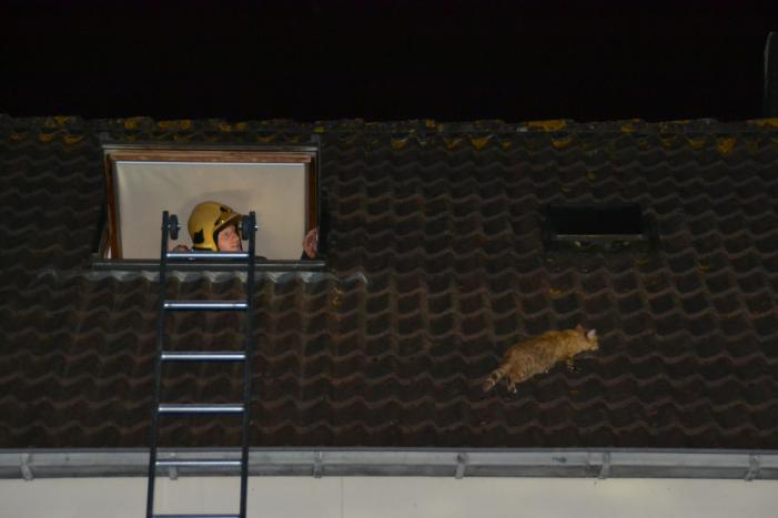 Brandweer haalt kat van het dak