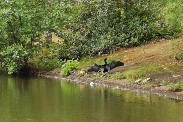 Aalscholver gaat met vishengel vandoor