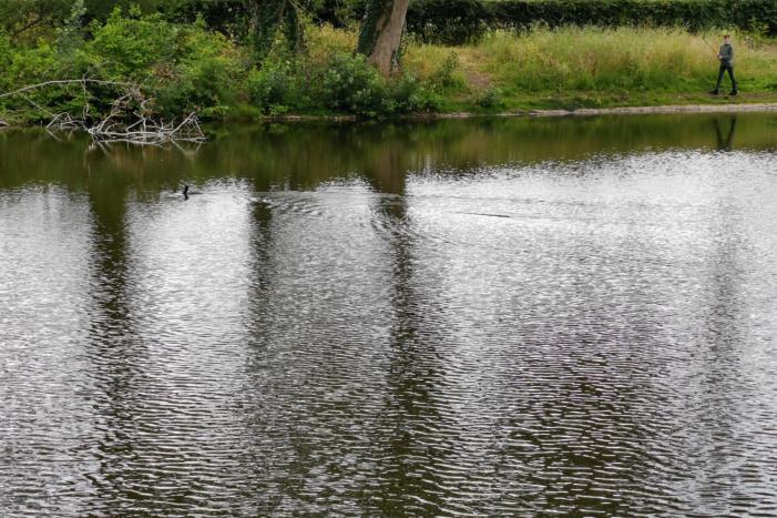 Aalscholver gaat met vishengel vandoor