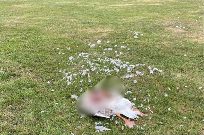 Gans op brute wijze afgeslacht Johan van Vladerackenpark