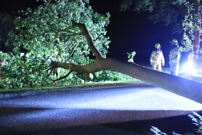 Harde wind blaast flinke boom om