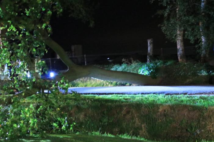 Harde wind blaast flinke boom om