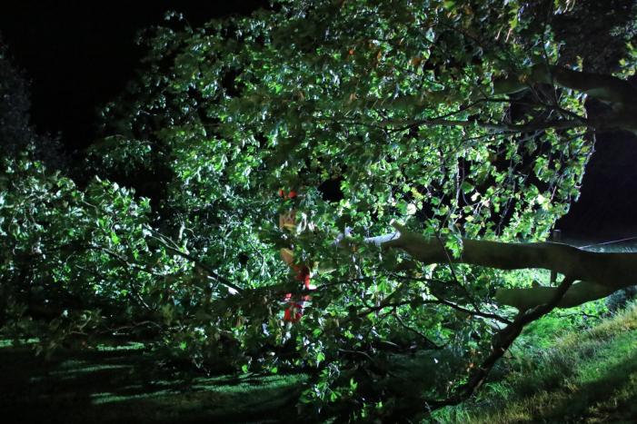 Harde wind blaast flinke boom om