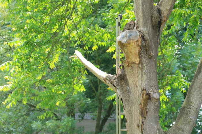 Fietspad afgesloten door gevaarlijk hangende boom