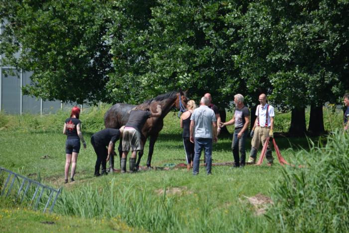 Paard belandt in de sloot