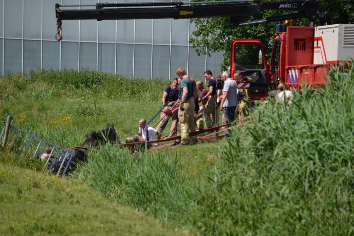 Paard belandt in de sloot