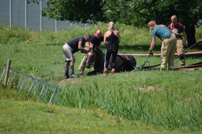 Paard belandt in de sloot
