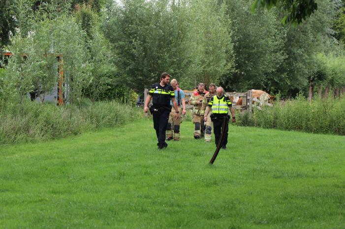 Kudde koeien op de loop