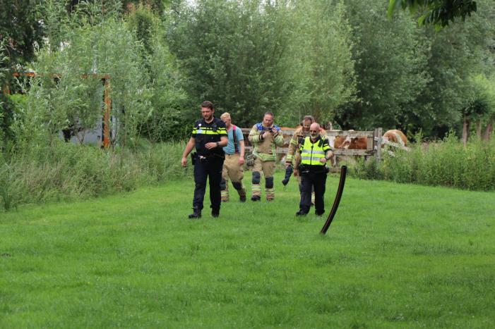 Kudde koeien op de loop