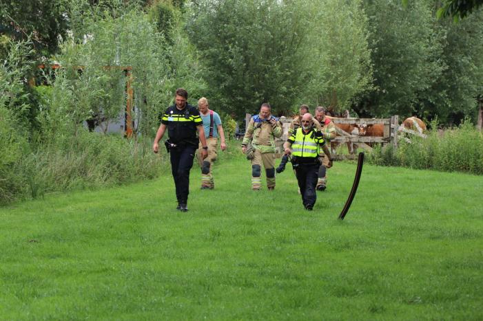 Kudde koeien op de loop