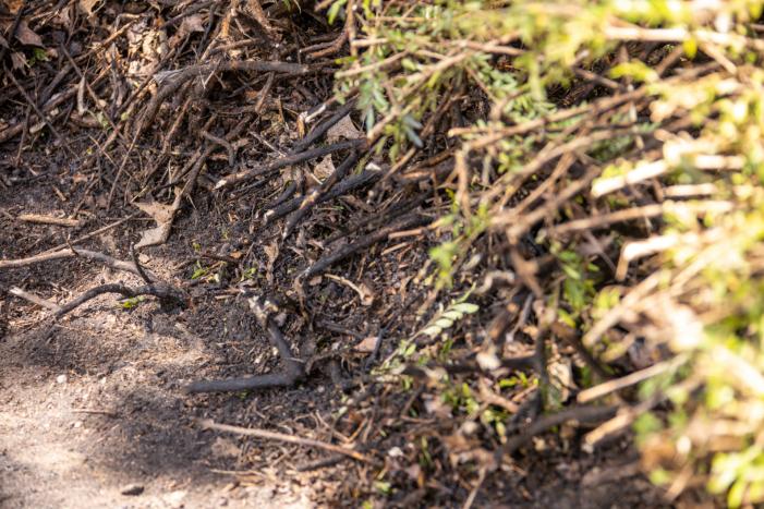 Struiken in brand op bedrijventerrein De Hoef