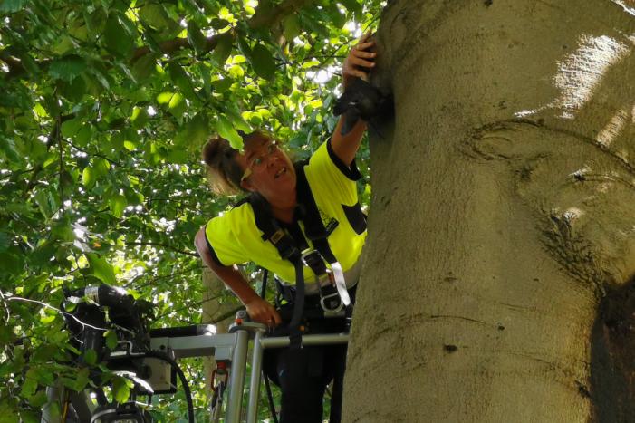 Kauw hangt omgekeerd aan een boom