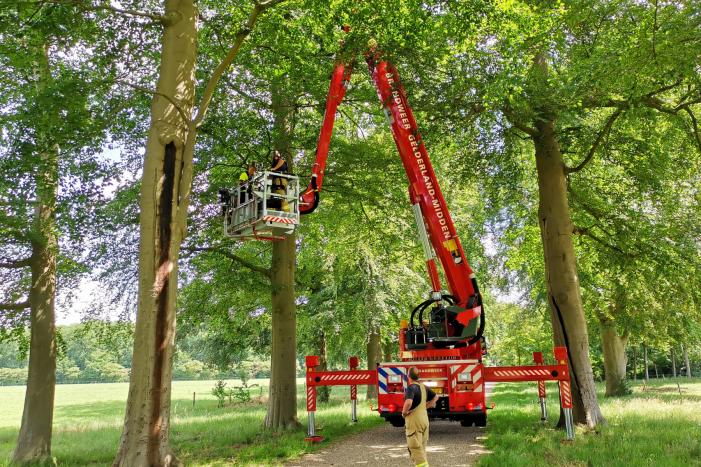 Kauw hangt omgekeerd aan een boom
