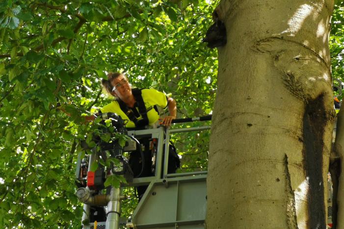 Kauw hangt omgekeerd aan een boom