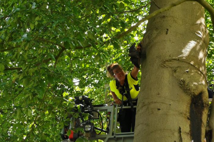 Kauw hangt omgekeerd aan een boom