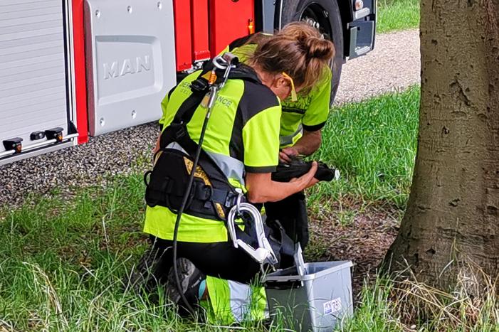 Kauw hangt omgekeerd aan een boom
