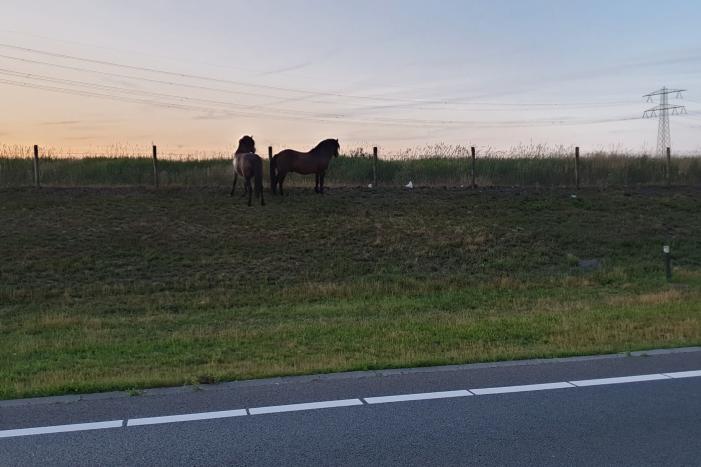 Weg dicht na losgebroken paarden
