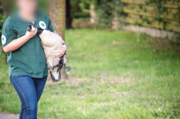 Gans met gebroken vleugel gered in Nieuwland