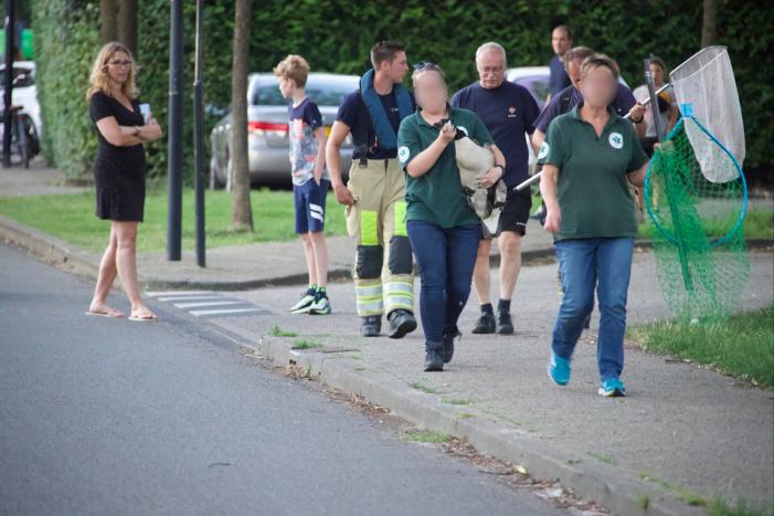 Gans met gebroken vleugel gered in Nieuwland