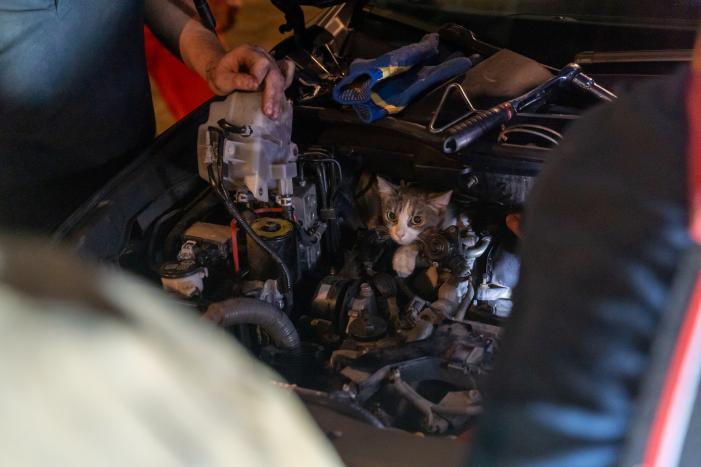 Poes Luna houdt brandweermannen en berger uren zoet met auto