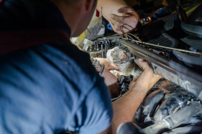Poes Luna houdt brandweermannen en berger uren zoet met auto