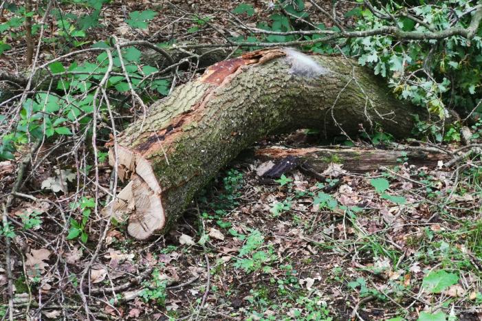 Enorme tak van eikenboom met eikenprocessierups breekt af en valt op fietspad
