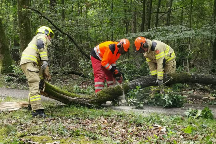 Enorme tak van eikenboom met eikenprocessierups breekt af en valt op fietspad
