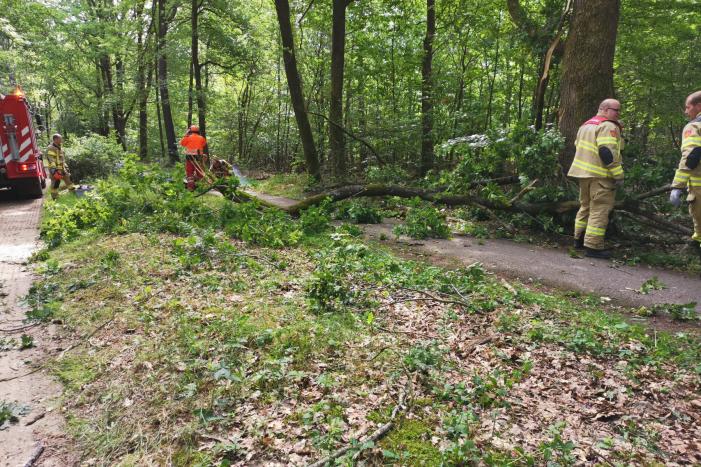 Enorme tak van eikenboom met eikenprocessierups breekt af en valt op fietspad