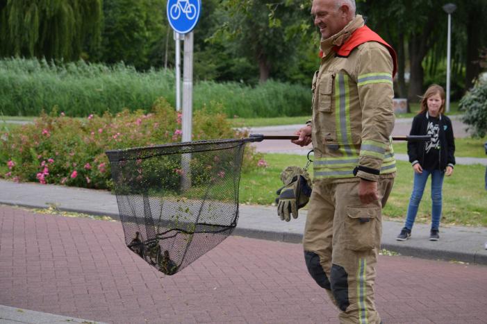 Brandweer redt eendenfamilie