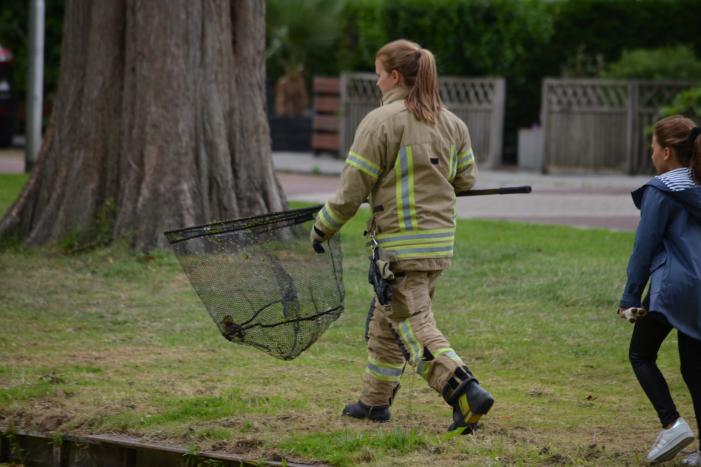 Brandweer redt eendenfamilie
