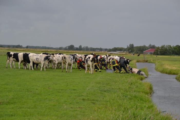 Koe kiest het ruime sop