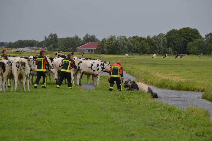 Koe kiest het ruime sop