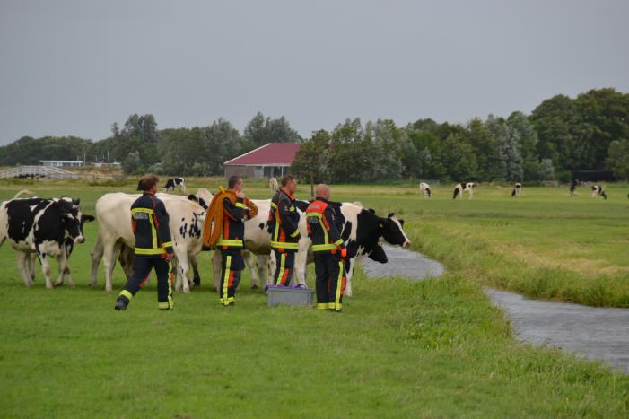 Koe kiest het ruime sop