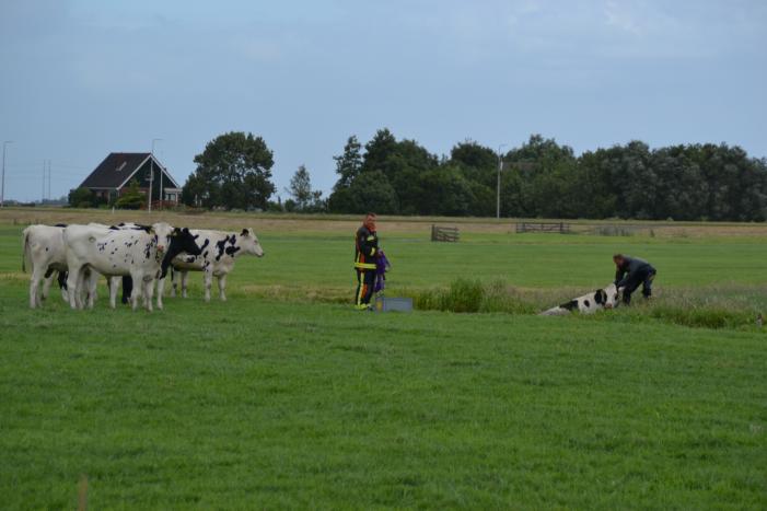 Koe kiest het ruime sop